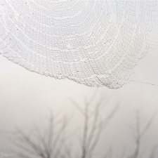 This is an image of a giant wood spider's dew-filled web with a background of a few barren trees