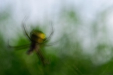This is an out-of-focus signature spider with prey. I purposefully made it out of focus, to achieve this interesting frame. :D