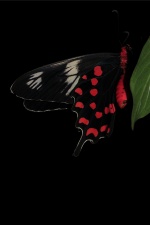 This image was taken at the spider workshop 23. We had gone for a night field visit and this Crimson rose was sitting on a plant resting. I used the flash to highlight the colours of the butterfly.

Regards
Vihaan