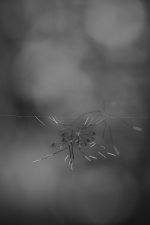 This is an image of crane flies in my farm. The title is 'Nature's circus' because I feel that the crane flies are doing a stunt by hanging down from the rope {web strand}.

Regards
Vihaan