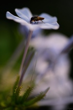 I took an image of this insect early in the morning today.  :D