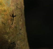 This image was taken at our farm in December last year.  This is a shadow of a baby signature spider I spotted on an areca nut tree. I have taken images focusing the spider or the shadow. In this image, I have focused the shadow and as the spider is brown, it is out of focused and camouflaged with the tree.

Regards
Vihaan