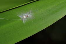 This image was taken at the spider workshop. This is an ant mimicking jumping spider affected by the fungus. This spider was resting with its web on top as protection. That is when it was affected by the fungus. The title is           
'Life - Cycle' because I feel the spider is dead which is a part of the life cycle

Regards
Vihaan
