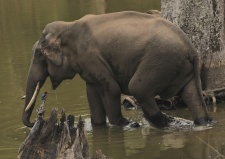 During my visit to K Gudi Wilderness camp last weekend, our first sighting was this tusker at a pond. I composed this image when the tusker's mouth was just above the kingfisher. The title is 'Snacks' because I feel the elephant was trying to eat the kingfisher as a snack.

Regards
Vihaan
