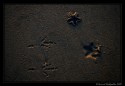 Shot this image at Mattu, near Udupi last month. What makes this image for me is the irregular patterns formed by foot prints of bird and starfish along with starfish itself and sea worms' patterns on the sand. Like to know your thoughts on this.
