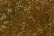 Those are O2 bubbles being released by type of an algae through a process called carbon fixation. ( They produce 50% of the air we breathe )

Comments welcome.

More on diatoms [url=https://diatoms.org/what-are-diatoms]here[/url]