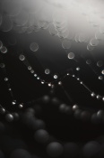 A spider web with tiny water droplets.

This image is in continuation with an old image of [url=https://www.creativenaturephotography.net/forum/phpBB3_0_1/gallery/image_page.php?album_id=1&image_id=3842]mine[/url] that I made long back. I made this one couple of days ago. 
Back then my views were limited to the visual beauty of the scene. Now, though that remains one of the driving forces to make the image, the magnanimity of nature- with its all complexity and simplicity- compels me to make this image. Ganesh has written (In fact his thoughts are the main reasons to look at things with this perspective) a lot about this. What stunning colors, designs these simple tiny web and water droplets carry with them! 

As always waiting for your views.