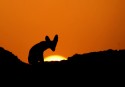 Another image of the fox at the dusk series.