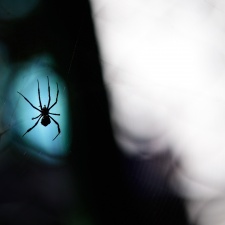 This is a backlit Signature spider (without a signature) with a bold blue building behind this spider.