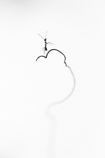 An inverted image of this ant moving on a vine :)
As always waiting for your views.