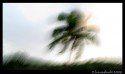 hello,
Tried a few abstracts with coconut, wanted to capture the leaves swaying to the music of the winds, and so decided to shake the camera to get the effect :)
this is my first post, thanks to ganesh sir who invited me to join cnp :)
regards
seshadri