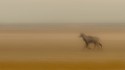 amber and corn hues on vast expanses of bare land.. and a neelgai breaking into a joyfull run...
and i heard the percussion music of  drumming hoofbeats..
in the stillness of the rann..scapes...