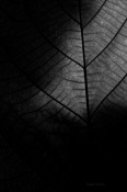 Final image of my leaves set.. :) 
The light was simply magical on that day. Played a little with the levels a bit to get this effect.
 Love to know your thoughts/comments on this too