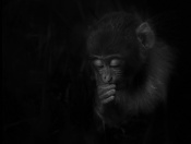 my fascination for primates, and a portrait..