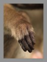 I had never looked at the nails of a bonnet macaque at such close quarters. I was amazed at the well maintained nails. Photographed at BRT Wildlife Sanctuary.
