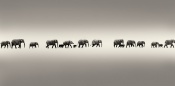 THE DAILY PATH NEVER ENDS..Masai tribal wisdom,
and this line of  swamp elephants illustrates this proverb so befittingly
as they trudge their daily path to and fro to the waterholes..
arnt we all doing the same ?thinking aloud :)