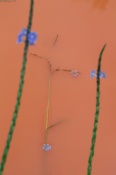 The ground was submerged in the water. Looking down, I saw this grass lying on its death bed, framed by the out of focus stems, with a flower placed near its leg and the orange muddy water signifying a spiritual feeling of some kind.

May be it was nothing or maybe I was seeing things...