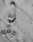 Human presence everywhere is disheartening.. 
Footprints on a seashore.. clicked on a cellphone..