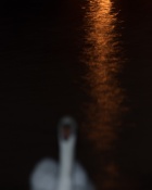 #CNPfailedshot

I could not see good enough in the dark. But I found the image interesting and almost everyone knows how a swan looks anyhow. (The light in the background comes from a near road.)