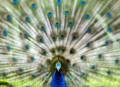 Couple of years ago, during the lockdown I got to make some images of Peacocks. While witnessing one of the males display (which used to go on for 15-20 mins at times), i observed how still they keep their head while wiggling their feathers. Spent many days to capture one good frame, this one came close to what i expected. Still, a lot could be better..