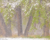 Its unusual to have a spring snow storm in Colorado, which we happened to get this year. I went out and made this image. It is an image of rain, if you consider snow as frozen rain! :D