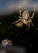 #CNPtasteless
A dinner for two. Mrs Cross Spider is eating a delicious dinner of a wasp. Mr Cross Spider can only enjoy watching his lovely wife, and will probably be her dessert.