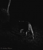 Inspired by Anders Camera trap image. In this case the direction of one of the camera flash was messed up by the resident raccoons, thus changing the lighting for the scene. I like the image nonetheless!

Thanks for looking. C & C welcome.