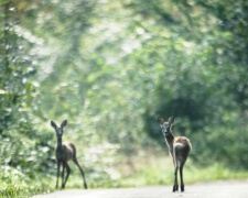 #CNPlensflaw
Suddenly two deer cross the small road. First I reacted conventionally, trying to get at least one deer in focus. Then I saw that the background glows, and even better if I turn the focus little to the shorter end. What I did not know then, is that it probably also helps that the tele converter has gone defect (must got a hit).