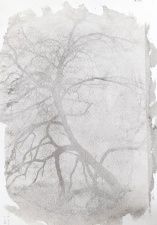 A bit rough but still I liked the aesthetics . Any feedback ? 

As I was observing the print develop, I got a feeling the tree was assembling itself with various parts appearing. To watch an image magically appear on paper is one of the high points of  Analog and Darkroom work. In Inkjet print the print emerges fully done in stages whereas in Analog the whole image appears lightly then darkens as time goes on. That's like a "Harry Potter" feeling