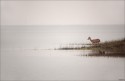Caught this doe in a reflective mood early morning at Bhadra backwaters.