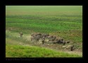 While on a safari at Corbet National Park, I noticed these elephants taking mud-bath. Though far off congregation appeared to make a compelling compostion in the view finder. Love to know your thoughts.