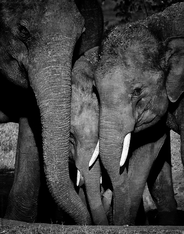 3 Elephants B&W.jpg