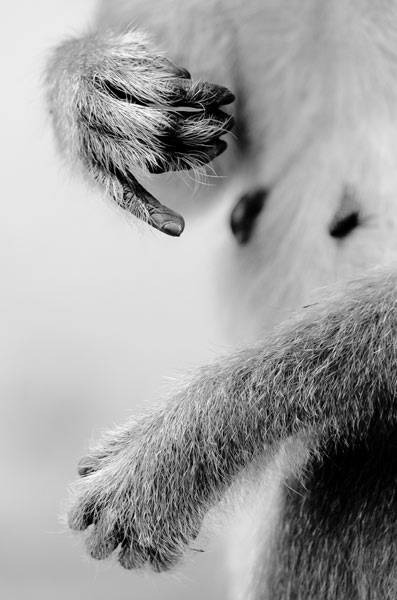 Hands of a bonnet macaque by Nitin.jpg