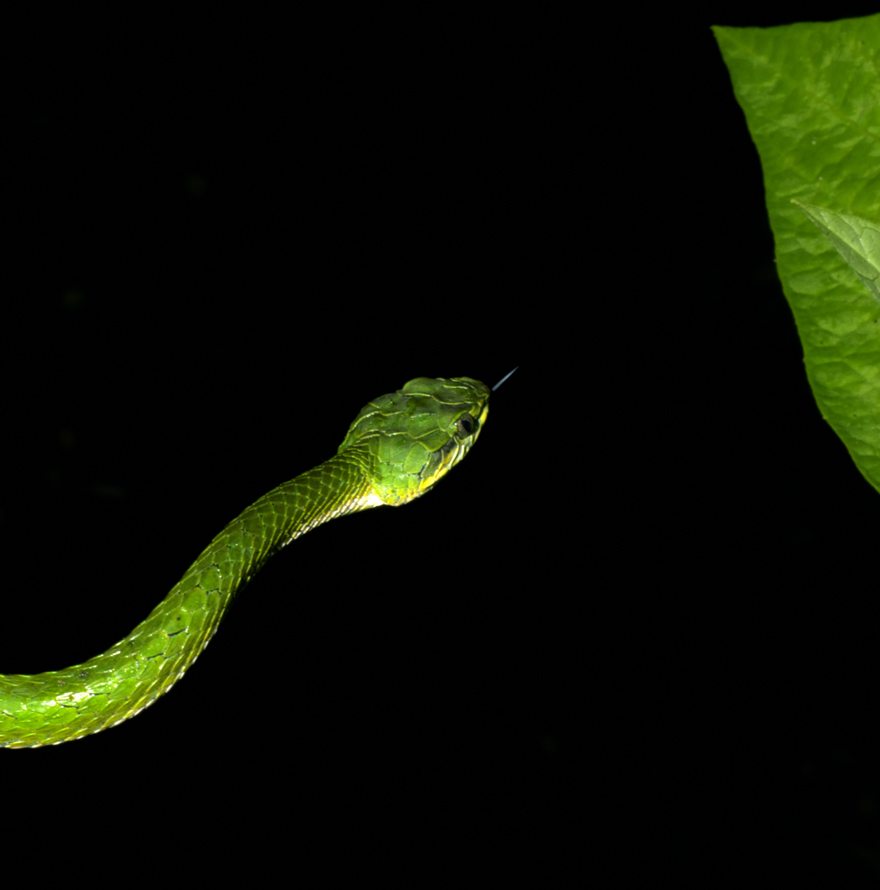 VIPER -Cropped Large Scaled Pit Viper .jpg