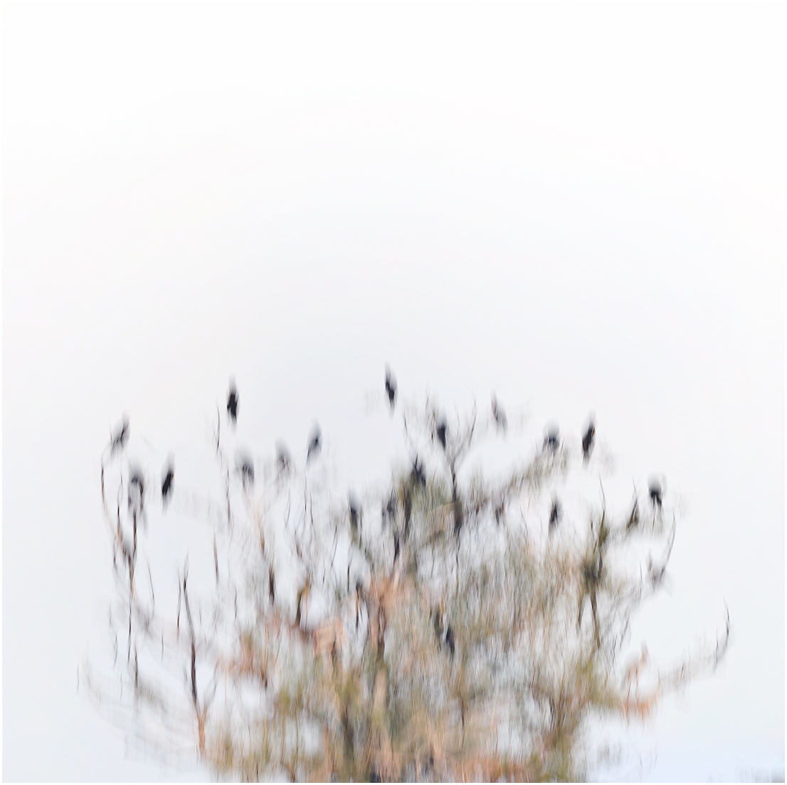 Cormorants on a Tree