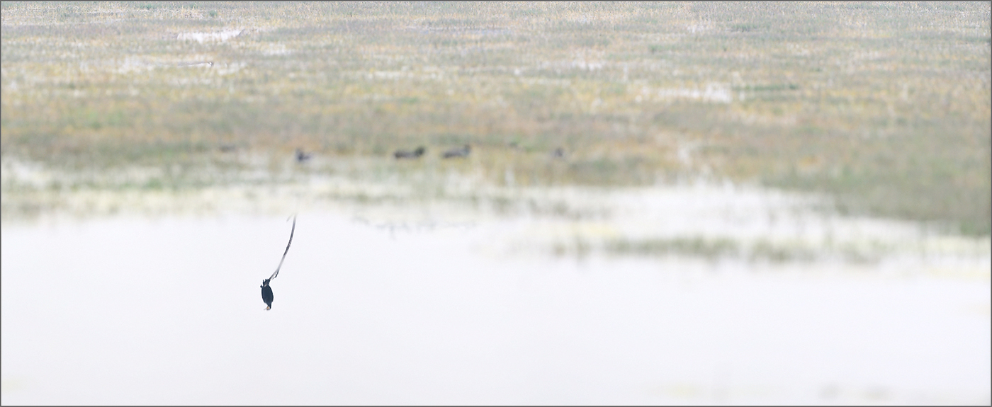 Cormorant in a Lake