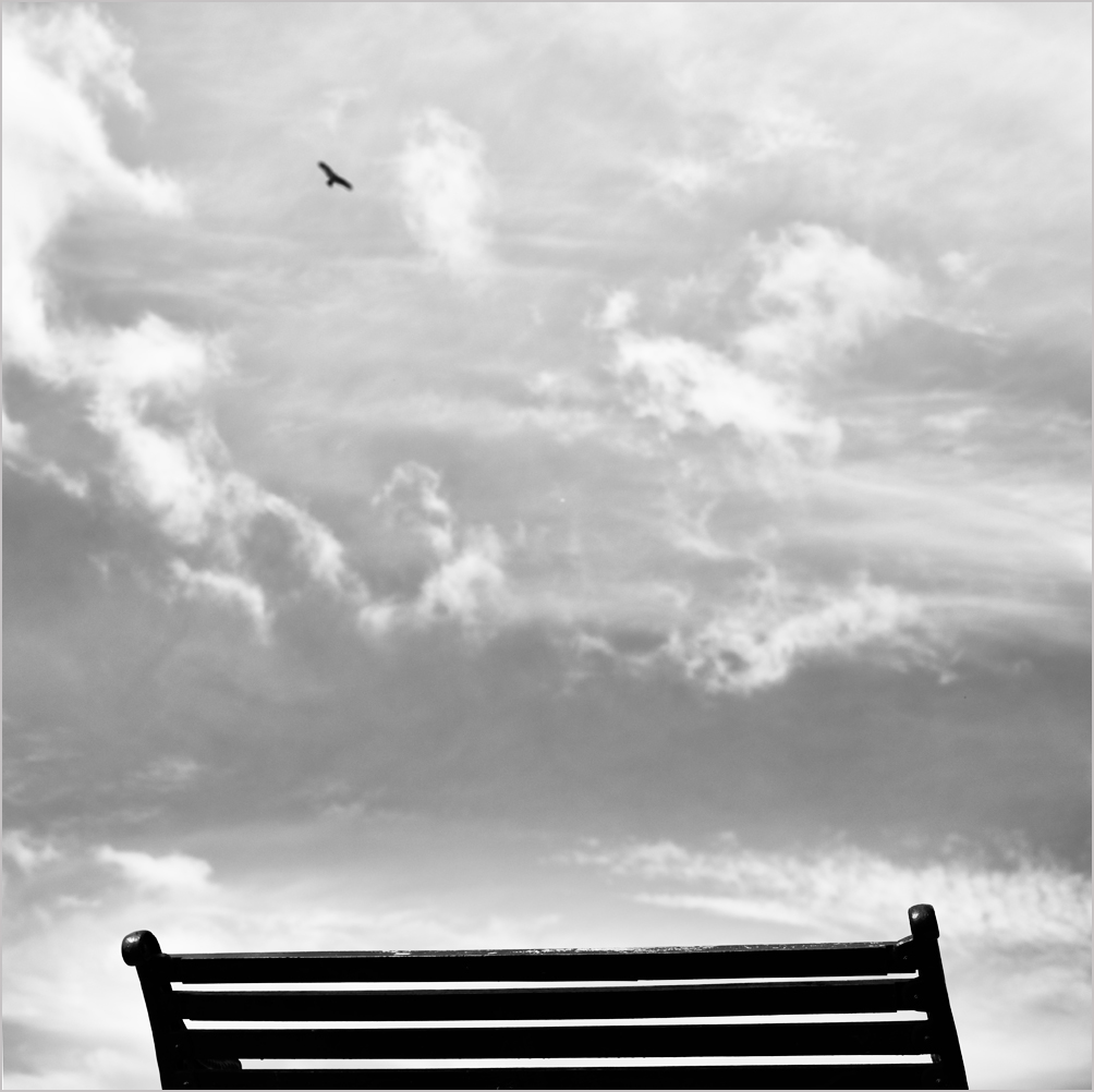 Bird and a Chair