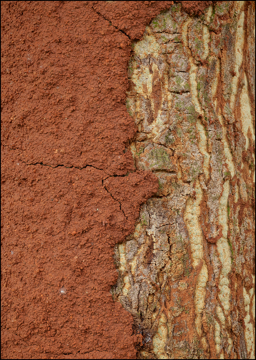 Termite  home on a bark