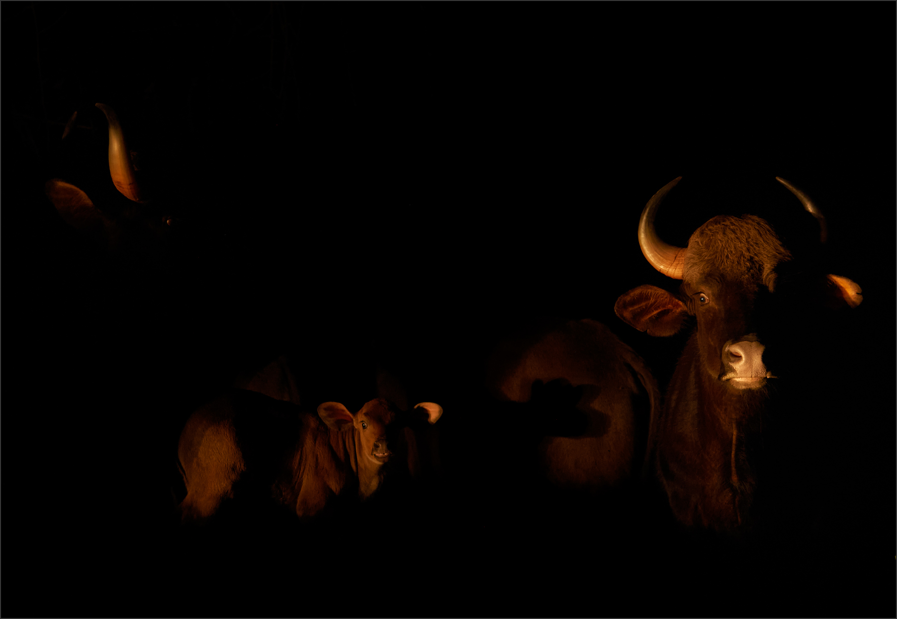 Gaurs at Night