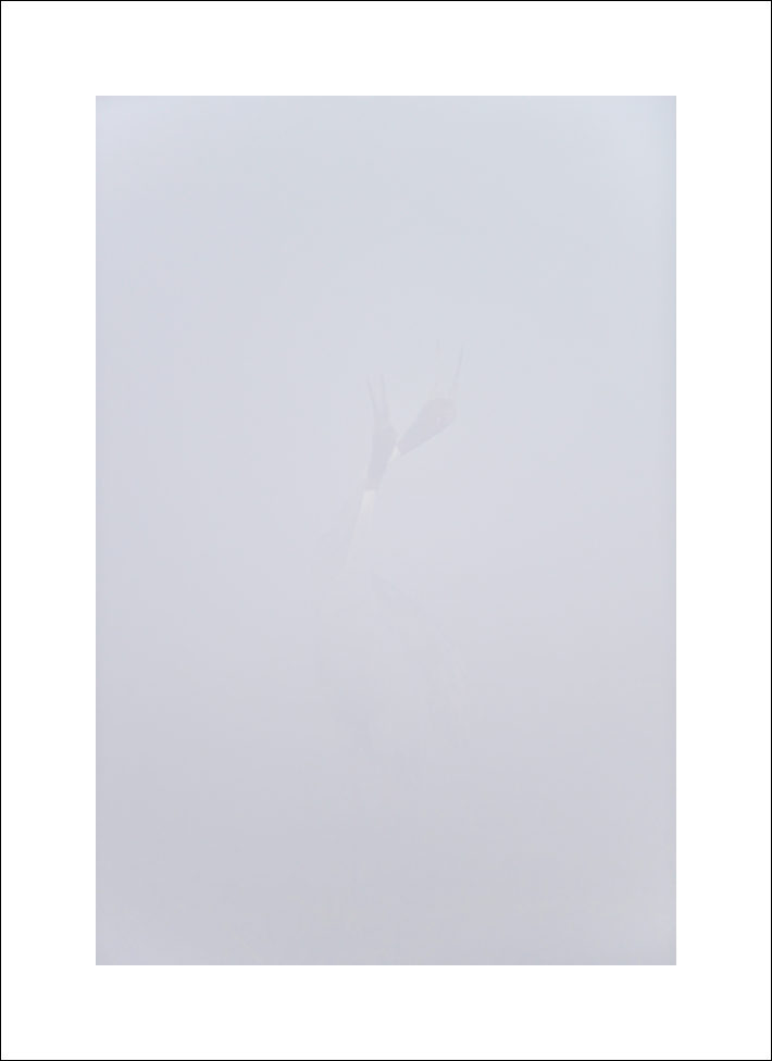 Cranes in Mist