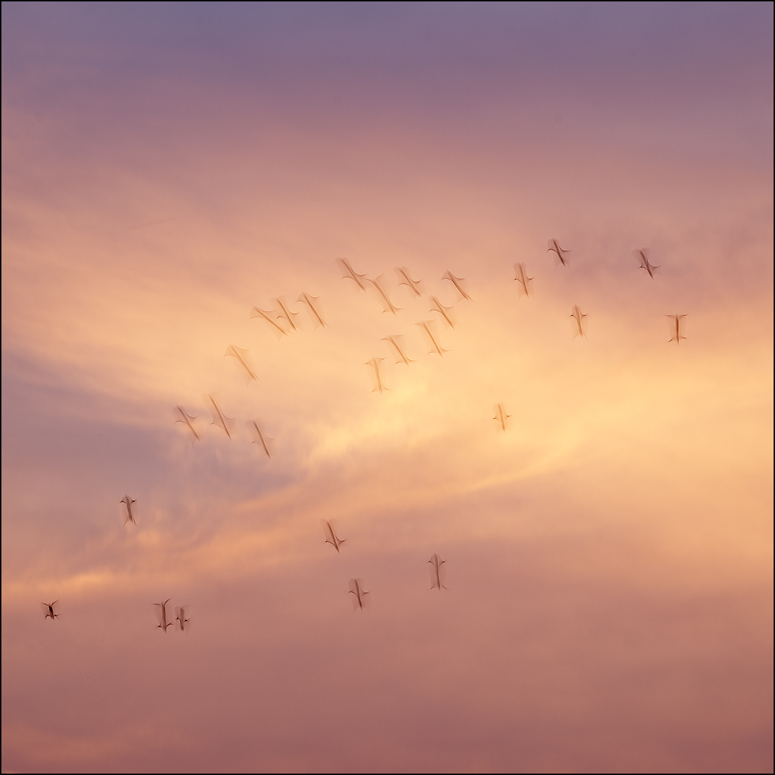 Sunset and Birds