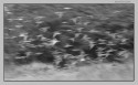 Inspired by Pravin`s milkyway,  converted this attempt of panning in monochrome...

Subject:: Common teal. Tech:: F26  T: 1/60 sec. crop.for comp,Levels, conversion to monochrome & USM.

Thanks for C & C....
