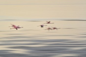 Sewri flamingos in a slow pan