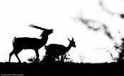 My first post in CNP. Please critique.
The image was made at jayamangali black buck reserve. While my lens was seeing  herds and herds of black bucks.
My mind was on to making an artisitc image. So I saw a male and female with a nice expression of male.
Photographed during that sequence of their romance.