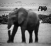 Shooting elephants in Amboseli NP is always a fun but the challenge at the same time as most situations are seen and done by hundreds of photographers in past, still I tried to make few images.
Kindly feel free to comment on the images, it will help us improve.