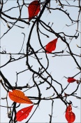 Autumn Leaves: Karunesh: (Duration: 8:49 minutes):



[youtube_no_video]bFG3s5NBDyg[/youtube_no_video]