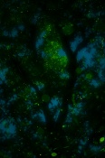 A tree full of fireflies is a beautiful wonder for me since my childhood. and we don't visualize anything as it is, we add our imagination to it. and here is an attempt to represent an Imagination.