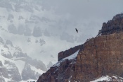 This Golden Eagle takes a leap in impending snow and mist going 'business as usual' for its routine in search of food.