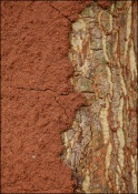 Images of subjects like this in nature are often uninteresting. Part of the problem is we only take a cursory look at them. Unless we spend some time taking a much closer look at it and ponder over its beauty and mystery of Nature they will remain uninteresting.

This is an image of a small narrow tree bark, may be 3+ inches in diameter. I made this image by stacking 75 images, each 101 megapixels, about 500+ MB in size to get fine quality, details and depth of field. The animation of stacking is shown below to get this final image. 

[url=http://www.naturelyrics.com/galleries/all_images/bark_nest/hf_animation.htm]Stacking Animation[/url].

If you don't see the below image it its full size (resized to 4000pixels on larger size) you will miss this whole point for sure. Feel free to download the below image if you want to see it in its full size using your favourite photo editor.

[url=http://www.naturelyrics.com/galleries/all_images/bark_home_large.jpg]High Resolution Image[/url].

When we see the image at such a high resolution many questions will come to mind. I think we will have better appreciations for the designs in the nature that we simply take for granted. Back to this image, we may think about collective work of termites to create the fine sheet of home, porous in structure, using fine gravels, leaving space between sheet and bark, the purpose it serves, this list goes on. Do each one of the termite know how the final home will look like? Or do they collectively know how the home will finally look like? When it comes to non-human life forms we have a nice way of characterizing animal knowledge/skill/emotions exhibited by them as "instincts", meaning it is not the result of "conscious thinking" or making full use of the brain. Is this correct? That reminds me of Bertrand Russel's quote.

"Organic life, we are told, has developed gradually from the protozoan to the philosopher, and this development, we are assured, is indubitably an advance. Unfortunately it is the philosopher, not the protozoan, who gives us this assurance."

Are these termites pests to these trees or there is more in this relation which we are not aware of? Now, back to other half of the picture. Look at those intricate designs on the bark!
(check the higher 4000 pixels version). What are those tiny green patches? Some of kind of moss? What are those other colored patches? Look at the gum at bottom of the tree. Probably tree wanted to heal a wound caused by fungus or something using its gum? How did the tree come to know that? How those gum secreting cells came to know that they have to fight a wound or fungus? Do trees have brain? Now that humans know that brain need not reside only in the head?  
                                                               
Why all these things in nature? Why not nothing at all? Who is there behind this "Nature"? Nature itself? Should we say, "God" without hurting atheist scientists? Or should we treat Nature and God as synonyms? Well, that goes back to Spinoza's and Einstein's pantheistic beliefs and philosophy. 

To write subjects in nature off as "natural history" and moving on appears very unaesthetic to my taste buds. Nature Photography is about Nature. Not about "myself". Needless to say I don't deserve a credit. I think there is no "more meaningful" work of art than what Nature creates. We often have a tendency to compare/debate about "Nature photography" vs "Art" (as in painting). There is a tendency to separate "nature photography" and "art"  and call "nature photography" as a "documentation", meaning "it lacks creativity/thinking". As a human process of capturing an image it may often be true. However as a subject of photography with all its mystery, it is beyond comparison. In my mind the comparison is apples to oranges. Human art compared to Nature's art is very shallow. Opinion of an artist typically revolves around patterns, colors, illusions, distortions and emotions that have roots in human created morality for self preservation and that of progeny.  Most of the art works/opinions/views die with an artist. Nature's art has a beauty, purpose and mystery which will remain as timeless truth. I am not giving or taking credit as a Nature Photographer. The credit obviously goes to the Nature. There is also a tendency to dismiss subjects in Nature as unworthy of "art". In a related note, I completely disagree with this below quote by Picasso -

"God is really only another artist. He invented the giraffe, the elephant and the cat. He has no real style, He just goes on trying other things."

Only if we close our eyes and pass a judgement. I guess Cubism is now part of the "art history" similar to "natural history"?!

A long note for an uninteresting image?!

You may enjoy the high resolution image if it makes sense to you..