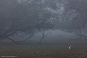 Typical misty morning from Bharatpur.
Thanks for viewing.